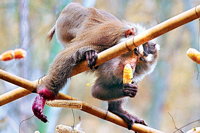Khỉ đầu đàn vào ăn bắp xong đi ra ngoài, leo lên một cây cao nhất để cảnh giới sự nguy hiểm của thú ăn thịt.